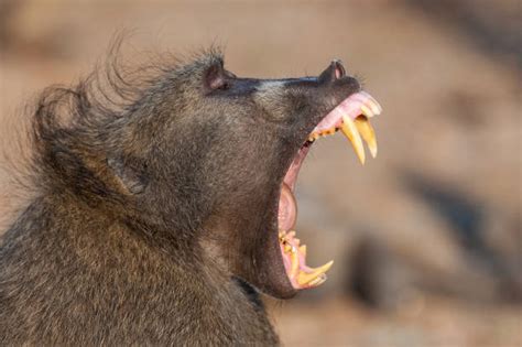 Monkey Teeth Stock Photos Pictures And Royalty Free Images Istock