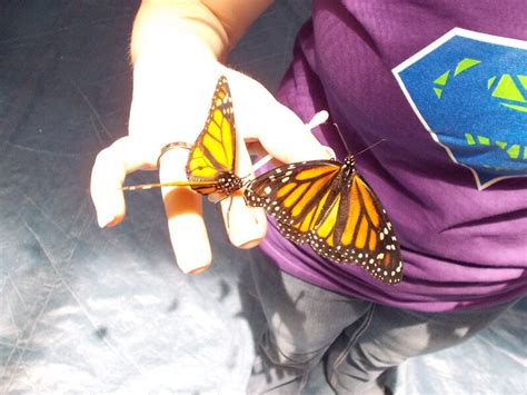 12th Annual Butterfly Festival | Lemon & Lively™