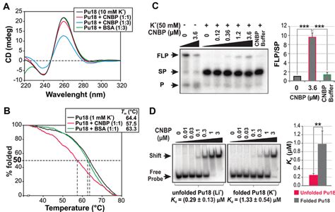 Cnbp Unfolds The G Formed In The Nhe Iii Of C Myc Promoter A Cd