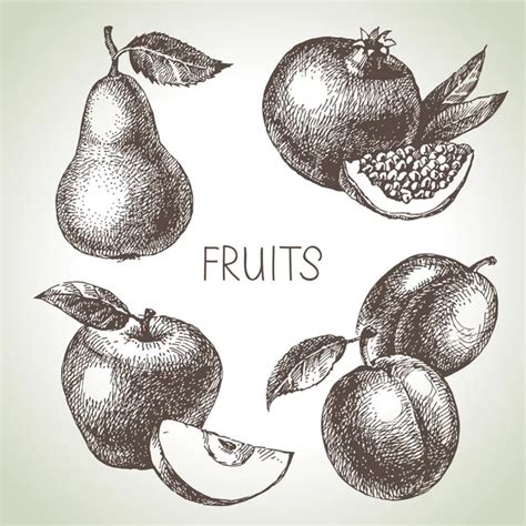 Hand Drawn Sketch Fruits Set Stock Vector Pimonova