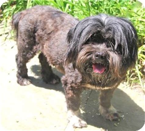 Phyllis - adoption pending | Adopted Dog | Norwalk, CT | Lhasa Apso/Havanese Mix