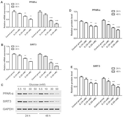 SIRT3 is a downstream target of PPAR α implicated in high glucose