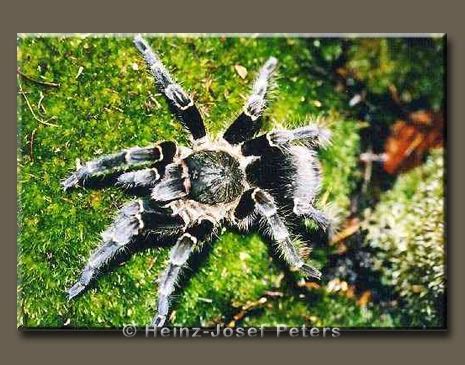 Grammostola pulchra