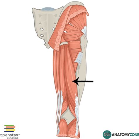 Biceps Femoris Muscular Musculoskeletal AnatomyZone