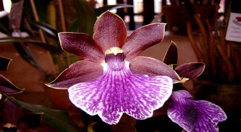 OrquídeasBlog Aprenda Tudo Sobre Orquídeas Aqui Orquídeas Tipos de