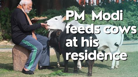 Pm Modi Feeds Cows At His Residence On The Eve Of Makar Sankranthi