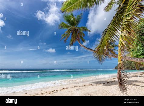 Coco Palms On Tropical Sunny Beach Turquoise Ocean In Tropical Island