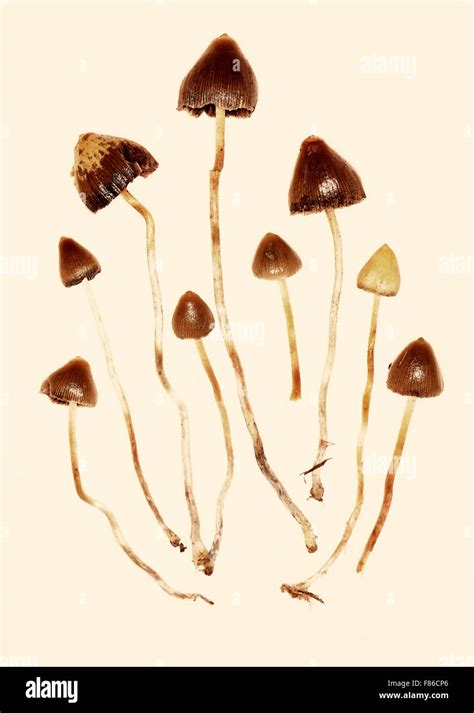 Psilocybe Semilanceata Liberty Cap Stock Photo Alamy