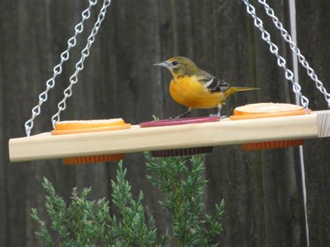 Baltimore Orioles Love This New Oriole Feeder - Order Yours Today ...