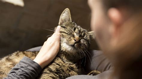 Comment Caresser Son Chat Pour Viter Les Coups De Griffes Rtbf Actus