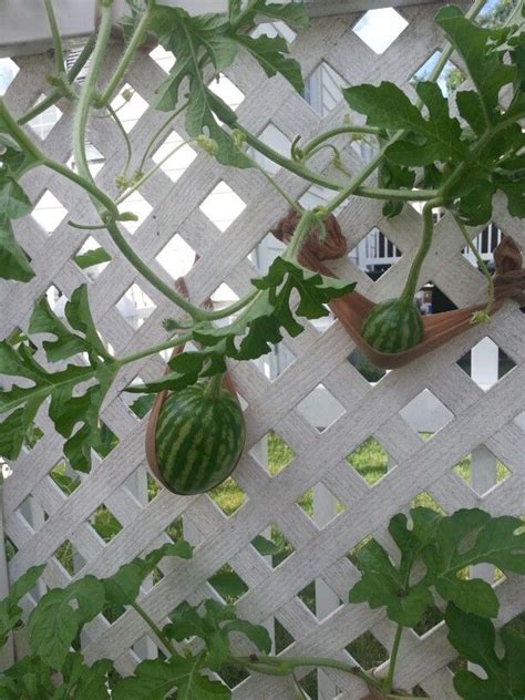 Growing Watermelons On A Trellis Using Pantyhose How To Grow