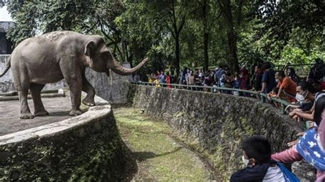 Kebun Binatang Ragunan Destinasi Asik Rayakan Tahun Baru Bersama