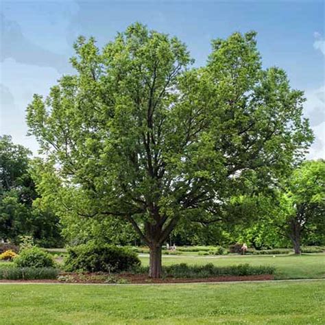 How To Grow And Care For Hackberry Trees Celtis Occidentalis