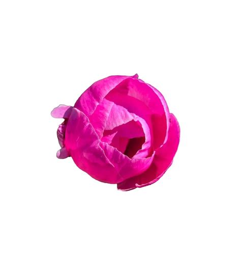 Premium Photo | Stock Foto Flower pink peon beautiful summer flower