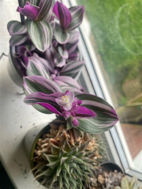 flower that starts with r 7