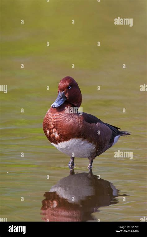 Ferruginous Duck Ferruginous Pochard Aythya Nyroca Male In Pond