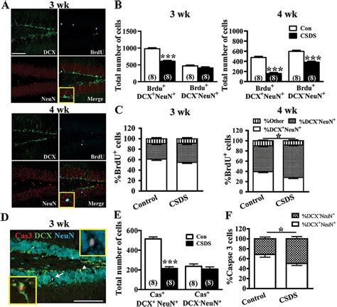 Chronic Social Defeat Stress Csds Facilitates The Maturation Of