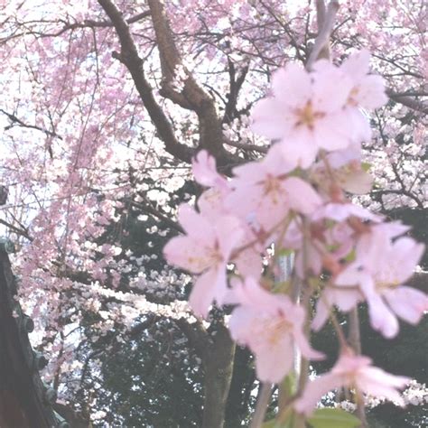 Sakura season , Tokyo -Japan | 花, さくら