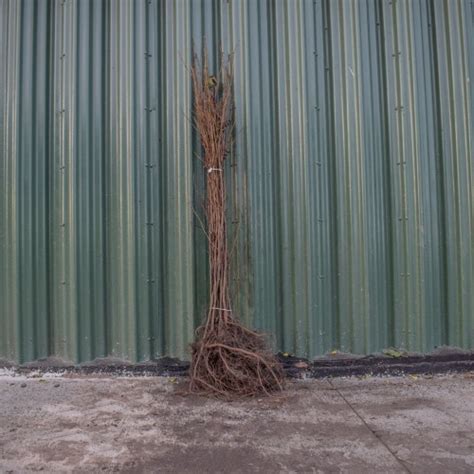 Alder Alnus Glutinosa Common Hedging Scotplants Direct UK