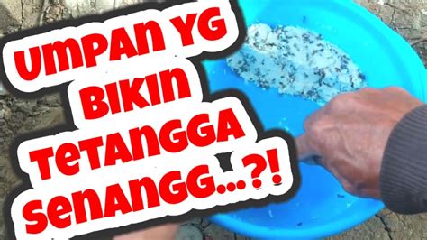 Umpan Ikan Mas Dadakan Pindah Kolam Masih Gacorr Tetangga Sampai