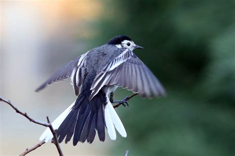 Pied Wagtail