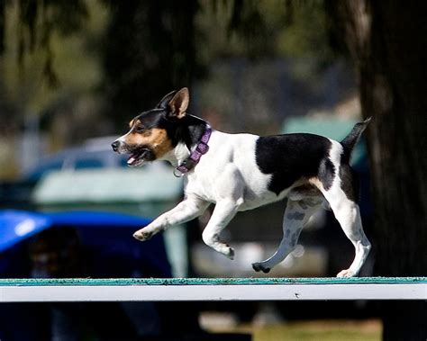 Top 10 Best Dogs for Agility Training | Herepup