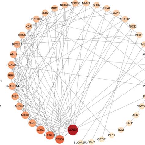 Drug Disease Target Network Construction A Compound And OC Target