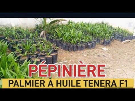 P Pini Re De Palmier Huile Tenera F Disponible Youtube