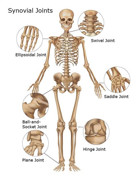 Where Are Synovial Joints Found Synovial Joints Of The Skeletal