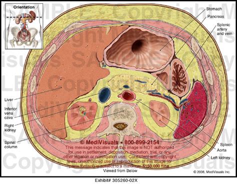 Abdominal Muscle Anatomy Cross Section