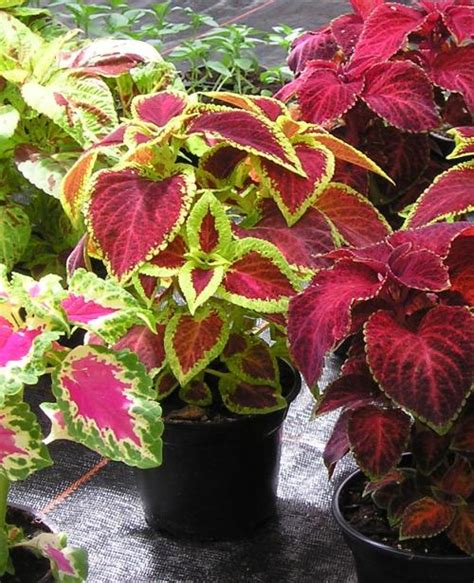 Coleus Richtig Pflegen Pflanzenfreunde