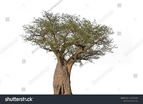 28 Baobab draw Stock Photos, Images & Photography | Shutterstock