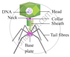 Draw Neat And Labelled Diagram Bacteriophage Science Shaalaa