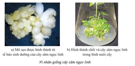 Lý Thuyết Sinh Học 10 Bài 16 Cánh Diều Công Nghệ Tế Bào