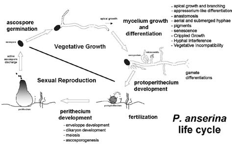 Figure S1 Major Developmental Steps Of The P Anserina Life Cycle And Download Scientific