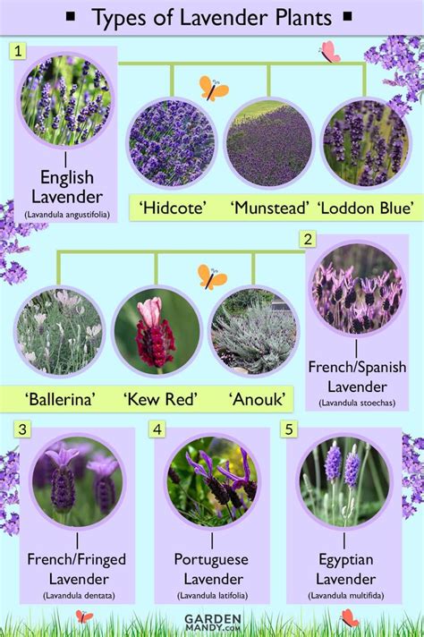 Lavender plant types with names (English, French lavender), flower colors (white, pink) & photos ...