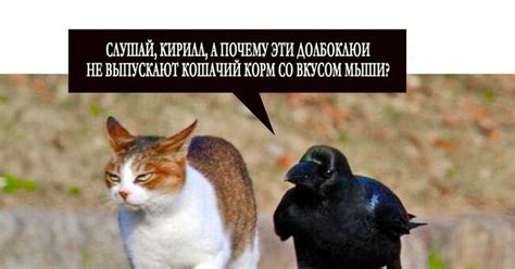 Кошачий корм | Пикабу