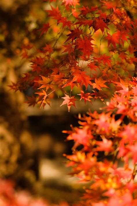 Pruning Japanese Maples: Timing, Tools, and Technique — Chris Welch's ...