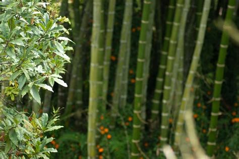 Premium Photo | Las plantas y el medio ambiente 