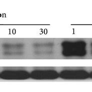 Sirt Overexpression Reduces Endothelial Cell Dysfunction Induced By