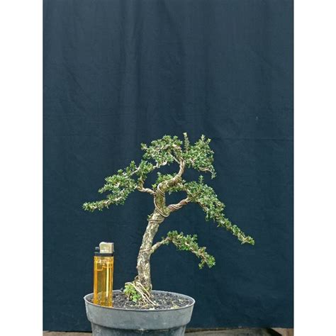 Jual Bonsai Serissa Micro Bonsai Seribu Bintang Micro Okulasi Sudah