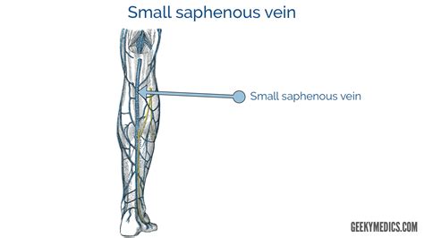 The Great Saphenous Vein Drains Directly Into - Best Drain Photos Primagem.Org