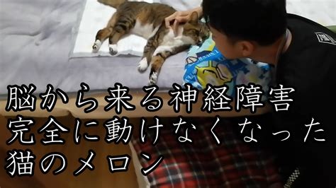 猫 脳からくる【神経障害】 急に進行し｛完全に動けなくなった｝ Youtube