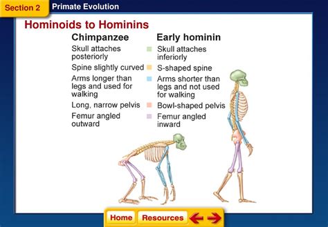 Primate Evolution Section Primates Section Hominoids To Hominins