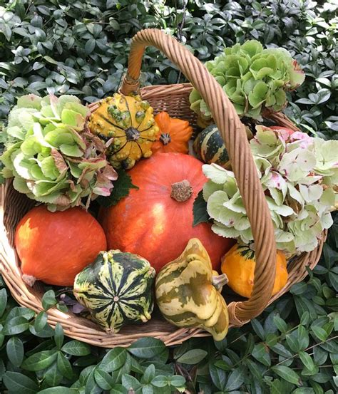 Zierkürbis | Herbst dekoration, Deko, Herbstzeitlose