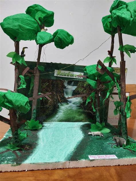 Rainforest Maquetas De Bosques Bosque Lluvioso Bosque