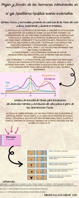 Cabios F Sicos Y Hormonales Presentes En Cada Una De Las Fases Del