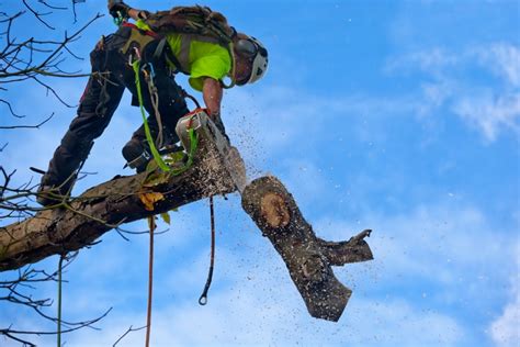 Tree Service Lawrenceville Ga Silver City Tree Service