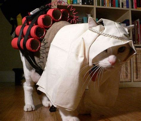 Funny Pet Costumes | Amazing Creatures