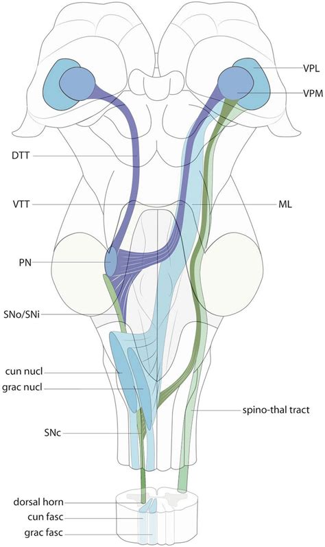 Trigeminal Lemniscus